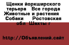 Щенки йоркширского терьера - Все города Животные и растения » Собаки   . Ростовская обл.,Шахты г.